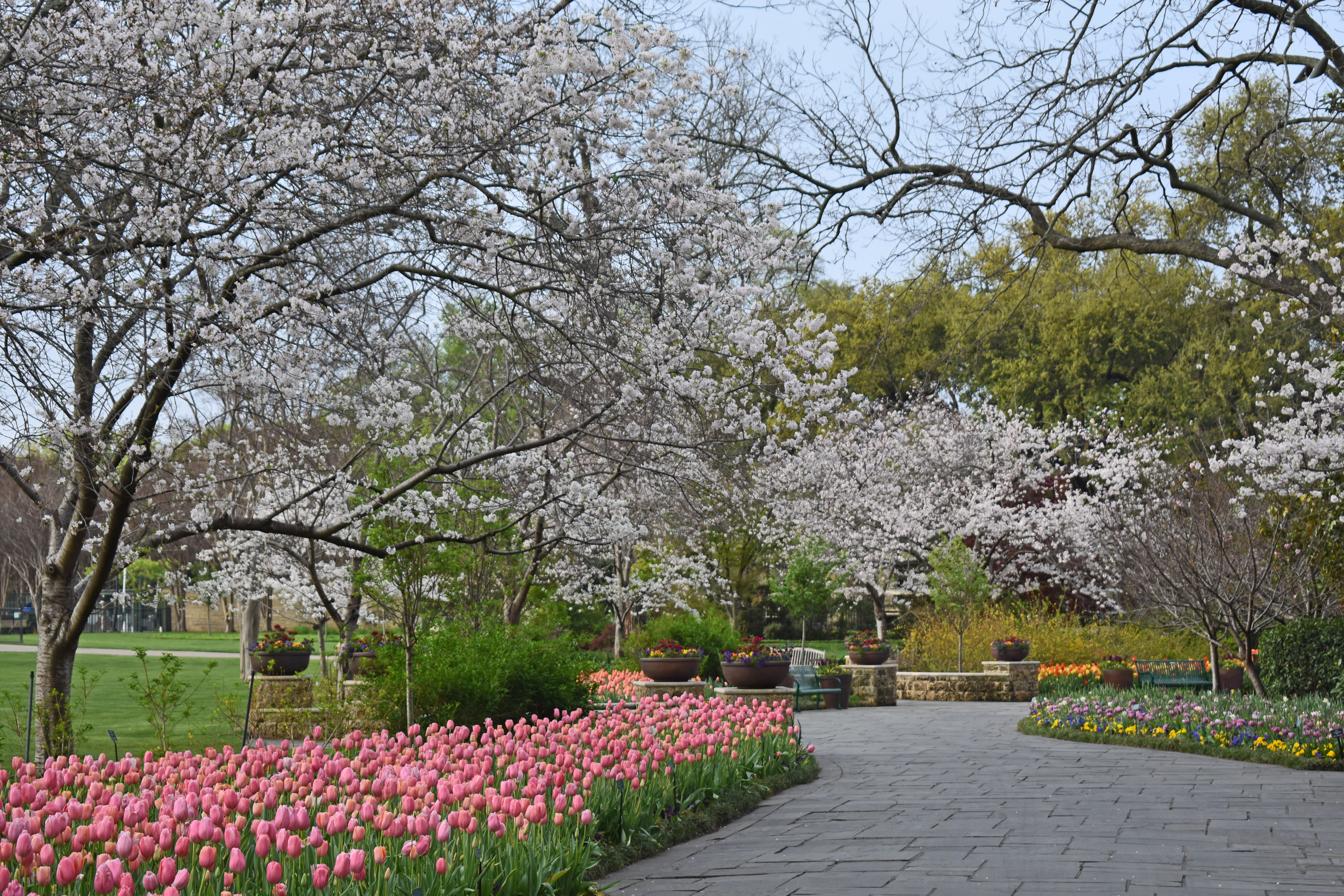 150 Japanese cherry trees to join 350,000 blooming tulips at Dallas
Blooms