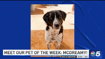 Pet of the Week: McDreamy!