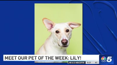 Pet of the Week: Lily!