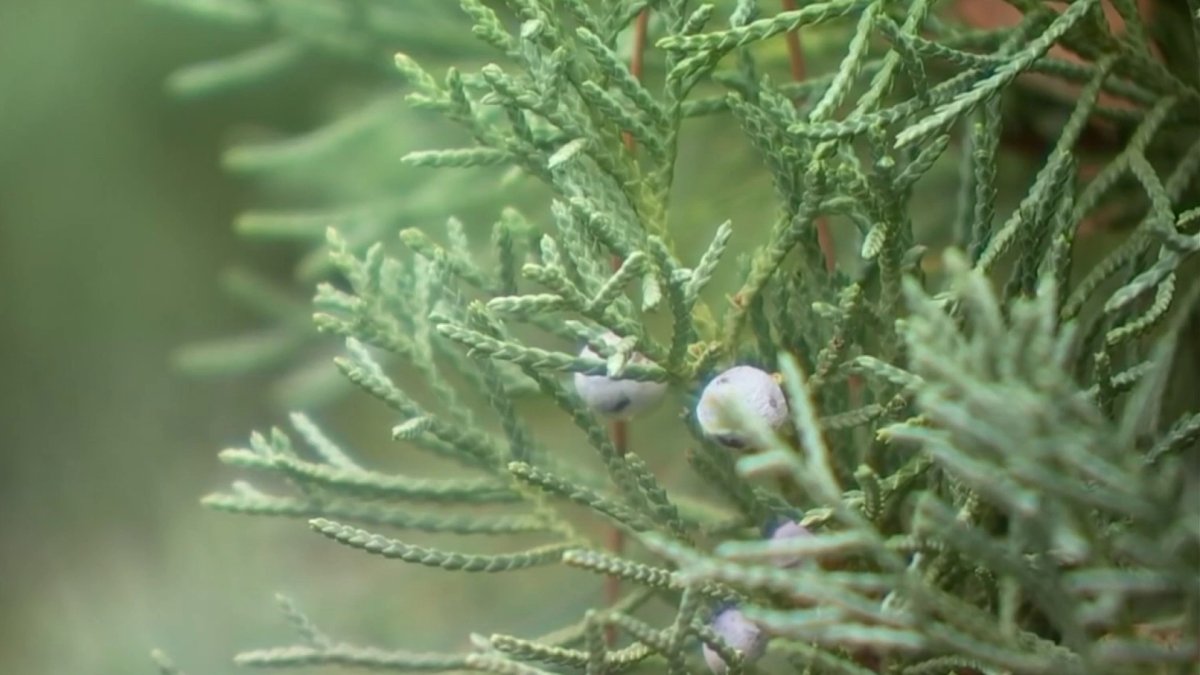 Allergy season worse than ever in North Texas NBC 5 DallasFort Worth