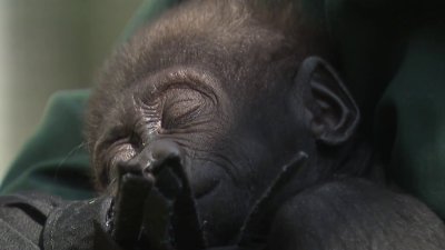 Baby gorilla Jameela arrives at new home in Cleveland