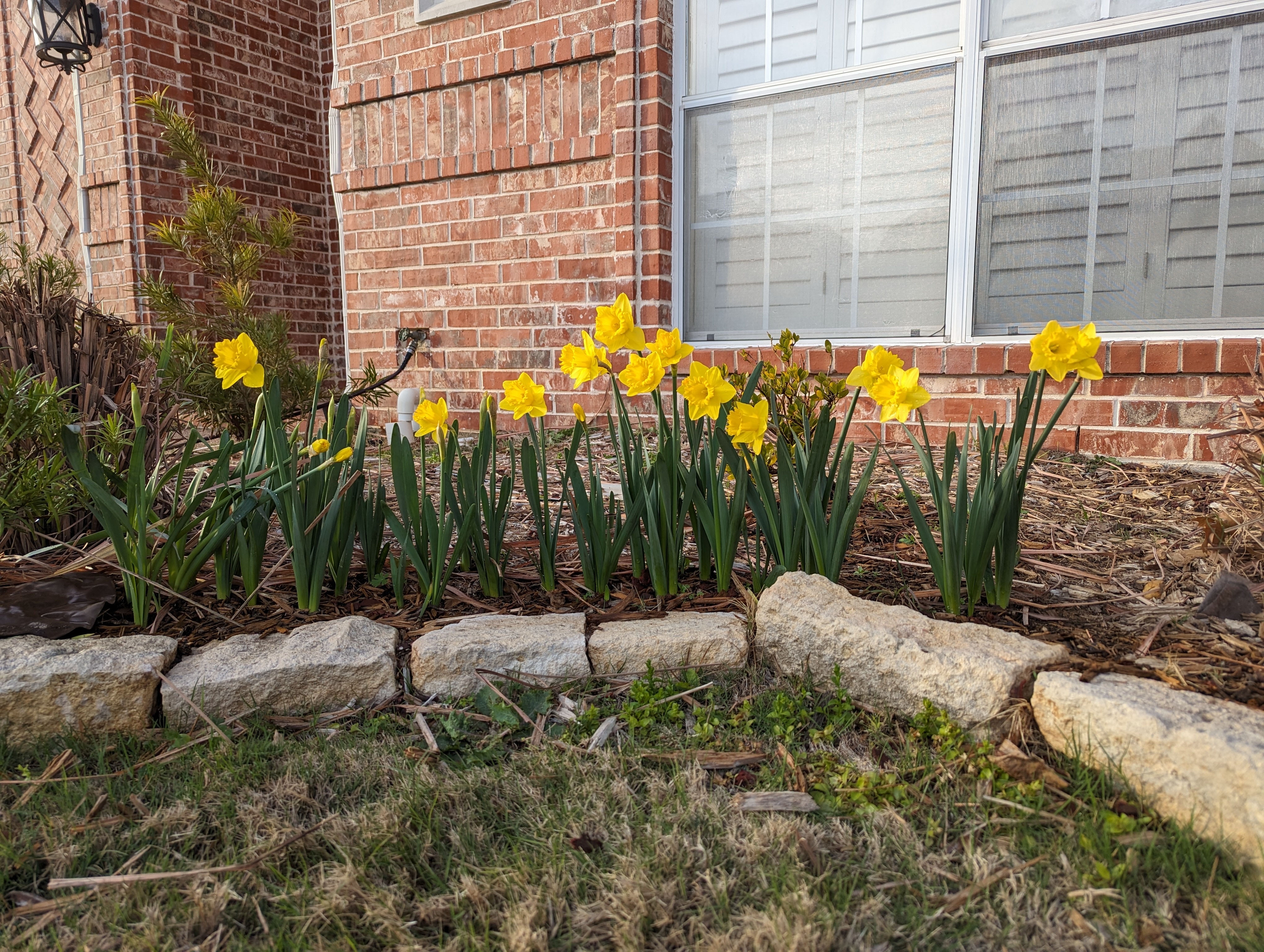Signs of spring all over North Texas 2024 NBC 5 DallasFort Worth