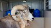 Montana man to be sentenced for cloning giant sheep to breed large sheep for captive trophy hunts