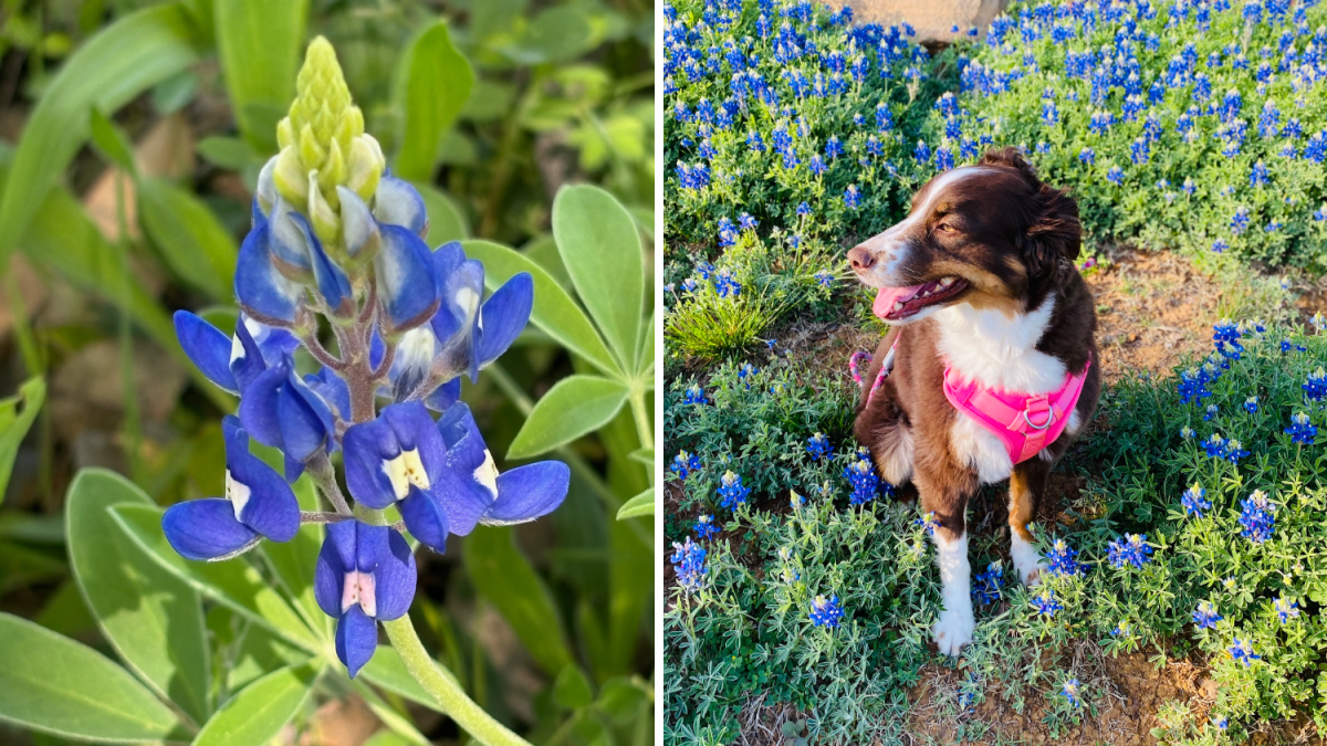 Bluebonnets in bloom 2024 – NBC 5 Dallas-Fort Worth