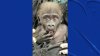 Cleveland Zoo awaits arrival of baby gorilla Jameela from Fort Worth