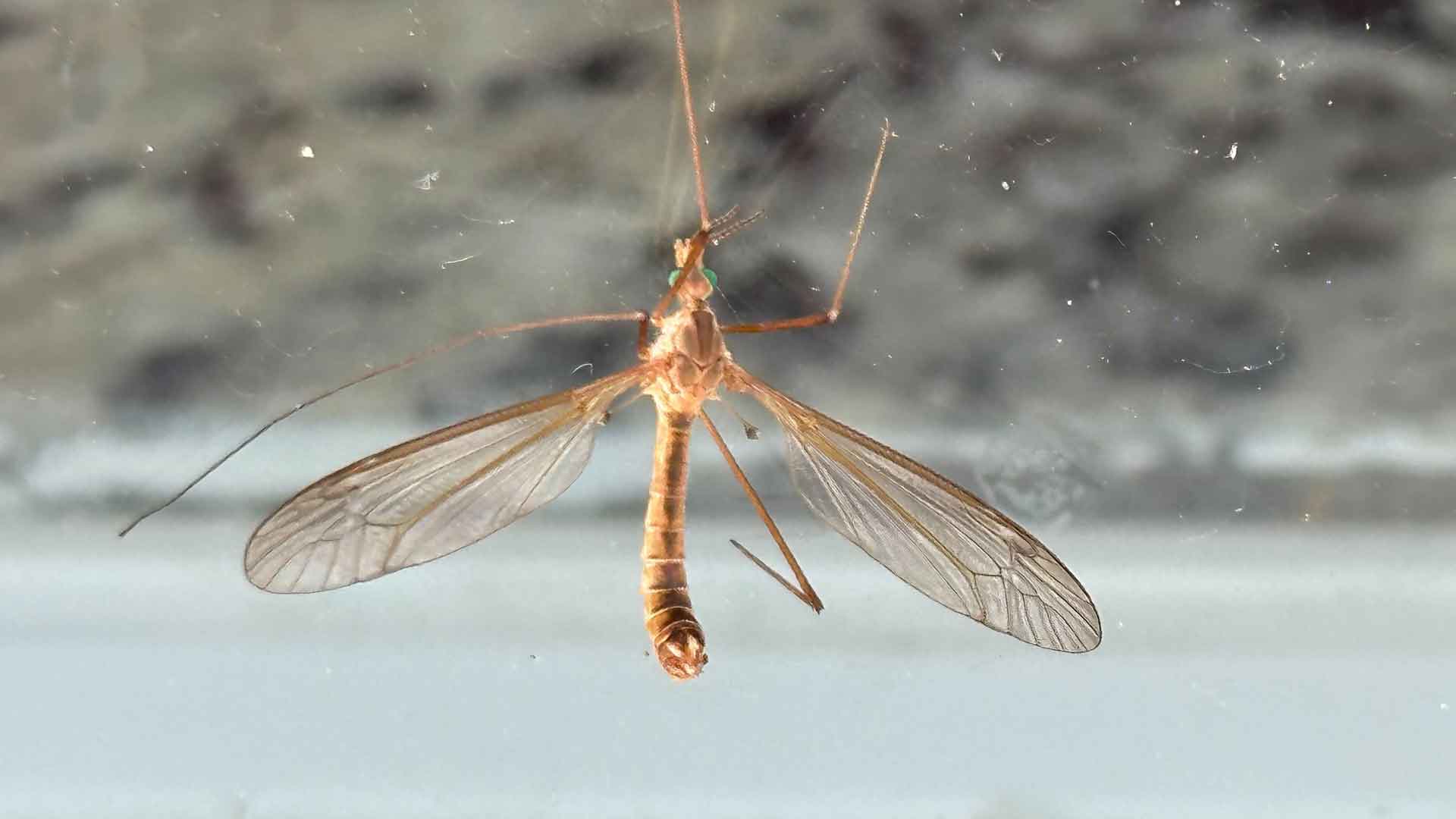 What are those giant mosquito-like insects? Just harmless crane flies,
a sure sign of spring