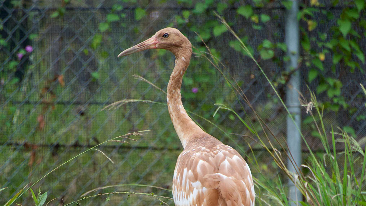 Whooping crane born at Dallas Zoo killed in Louisiana – NBC 5
