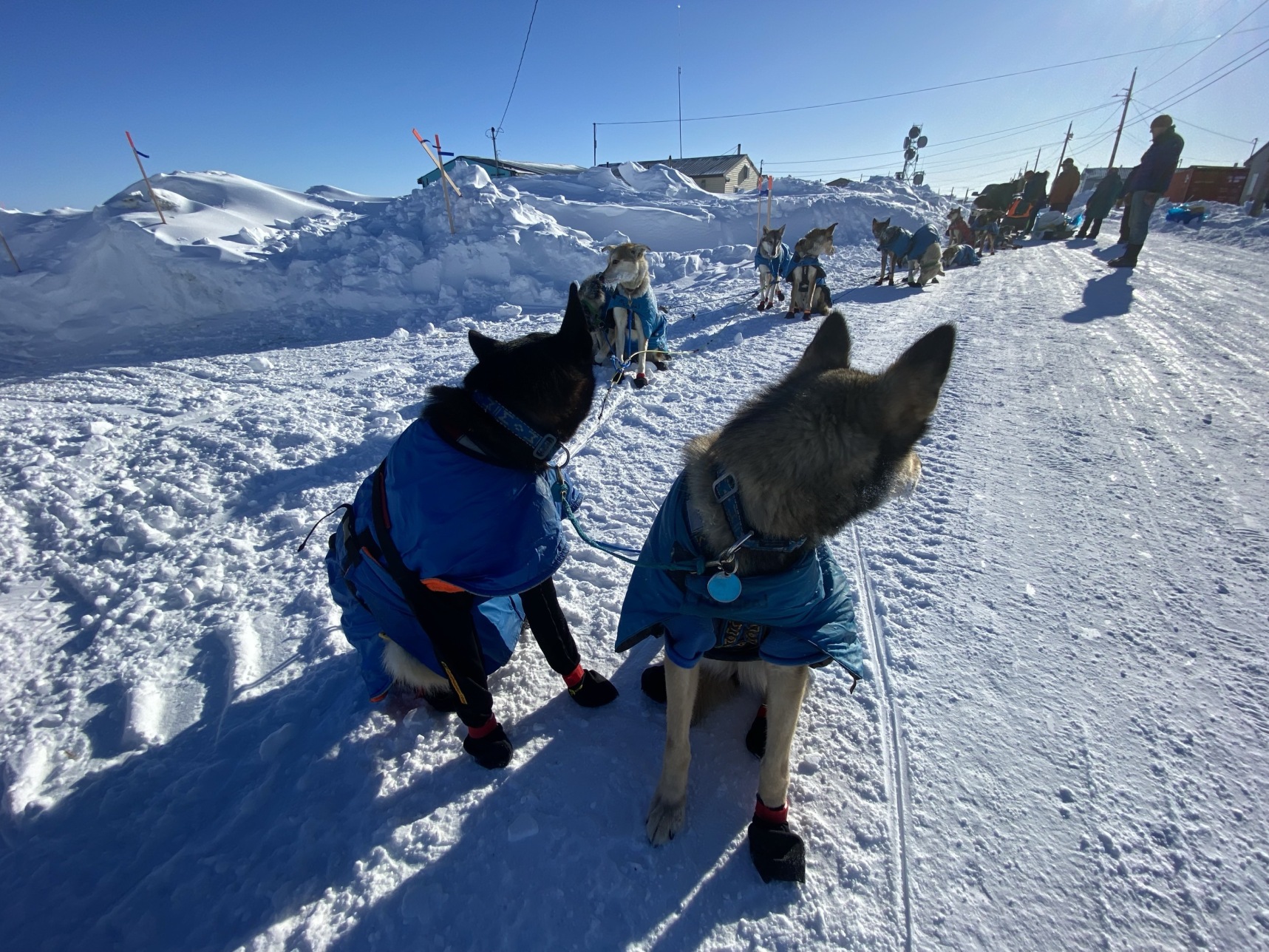 Fort Worth veterinarian shares details of Iditarod experience NBC 5