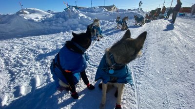 Fort Worth veterinarian shares details of his Iditarod experience