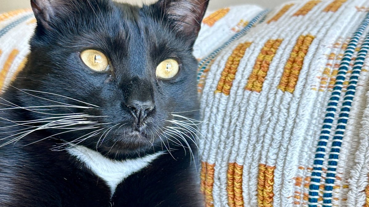 Massachusetts Library will let you pay late fees with cat pictures