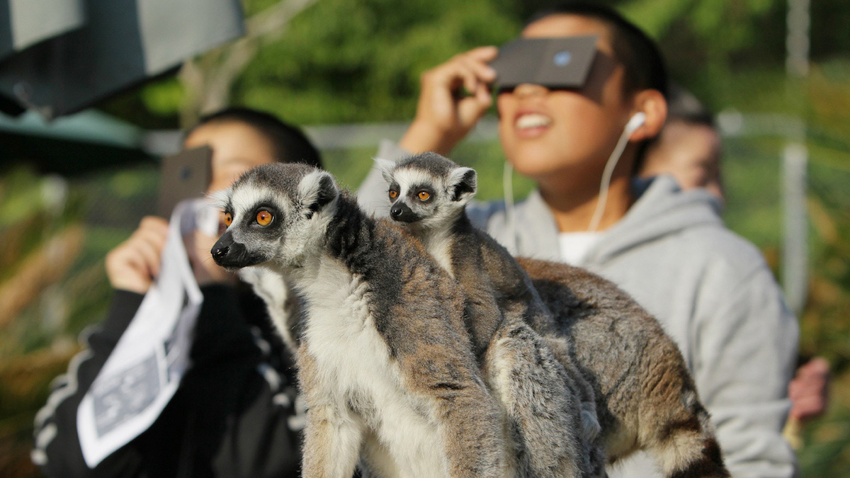 How do animals react during a solar eclipse? NBC 5 DallasFort Worth