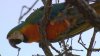 Rare parrot flies the coop in Lewisville… again