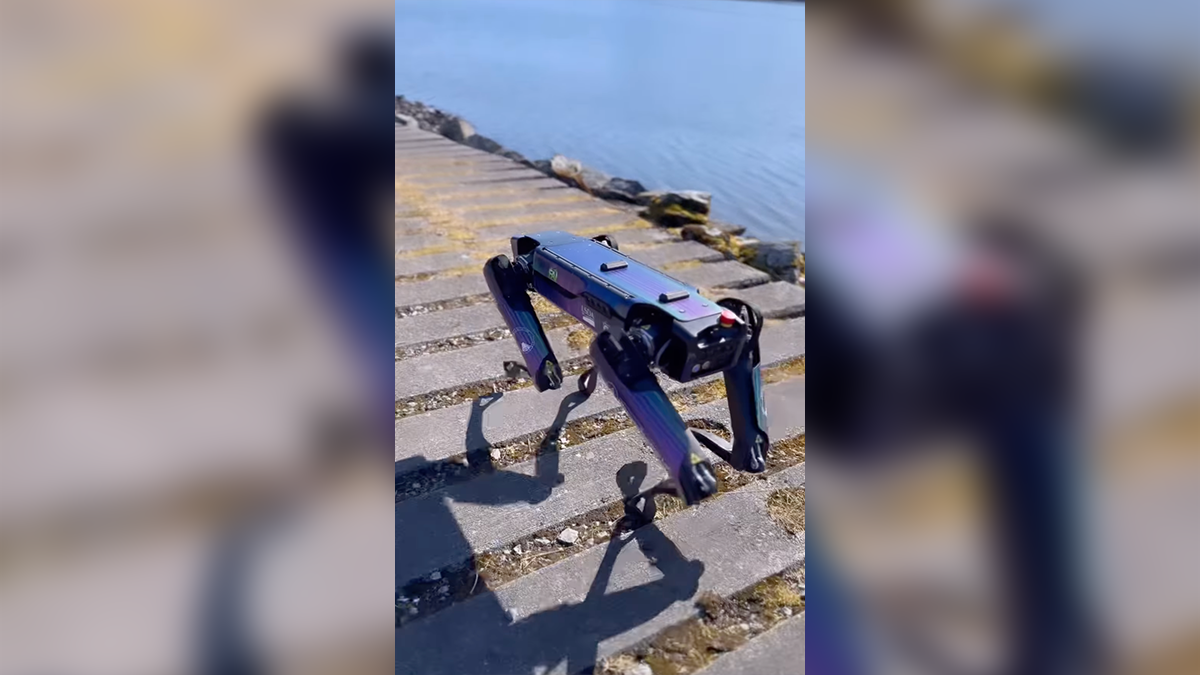 Alaska airport to use robot disguised as a coyote or fox to ward off wildlife – NBC 5 Dallas-Fort Worth - Vimarsana News