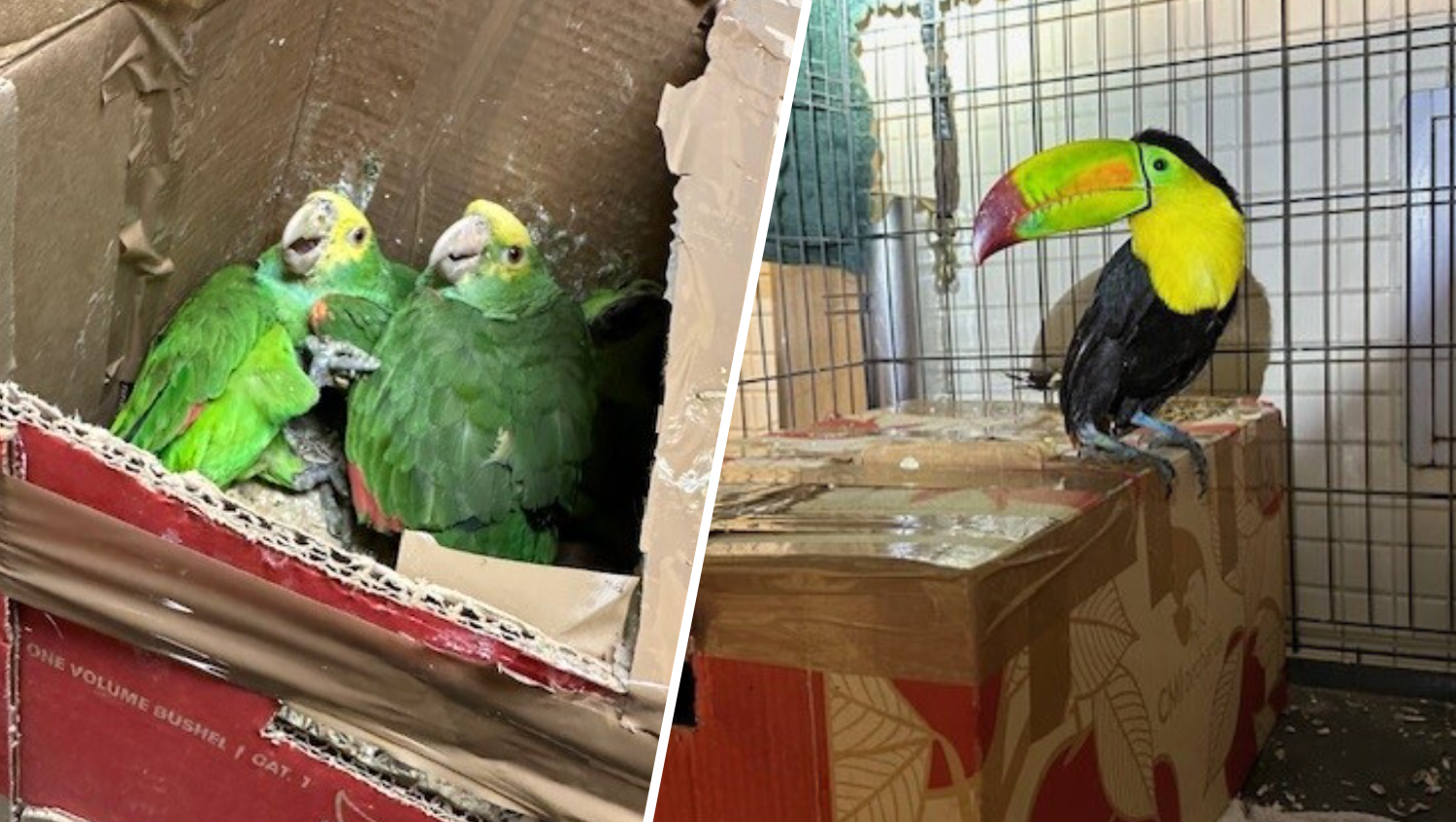 Border agents halt attempted exotic-bird smuggling in Tecate – NBC 5 Dallas-Fort Worth - Vimarsana News