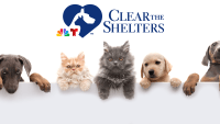 Clear the Shelters is 10 years strong!