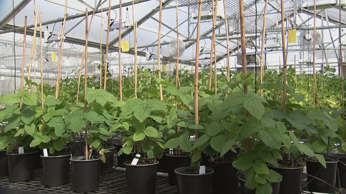 This startup helps plants talk to farmers, reducing pesticides and agricultural waste - Vimarsana News