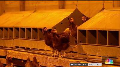 Potential bird flu effects causing concern for Texans