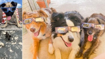 Eclipse Pets: April 9, 2024
