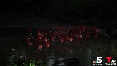 How do flamingos react to a solar eclipse? See video from the Dallas Zoo