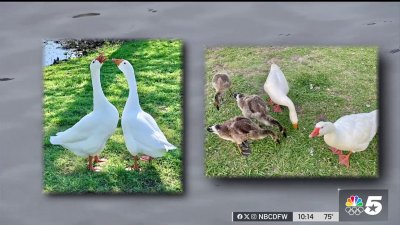 Stolen geese reunited after living at park for over 10 years