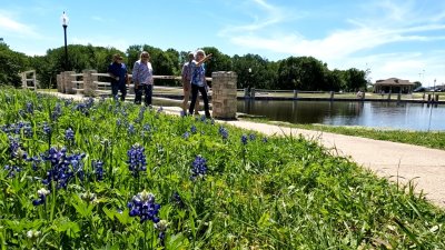 Best places to find Bluebonnets in Texas