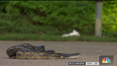Experts warn to keep an eye out for wildlife this summer