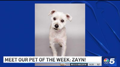 Pet of the Week: Zayn!