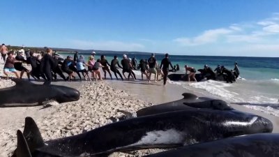 Australian scientists race to rescue more than 160 stranded pilot whales