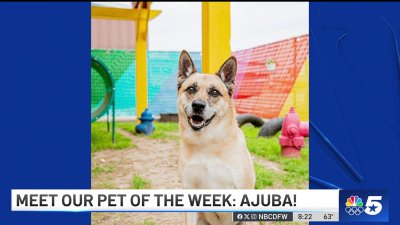 Pet of the Week: Ajuba!