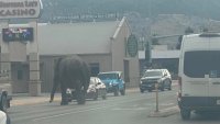 Spooked circus elephant roams Montana streets before being recaptured