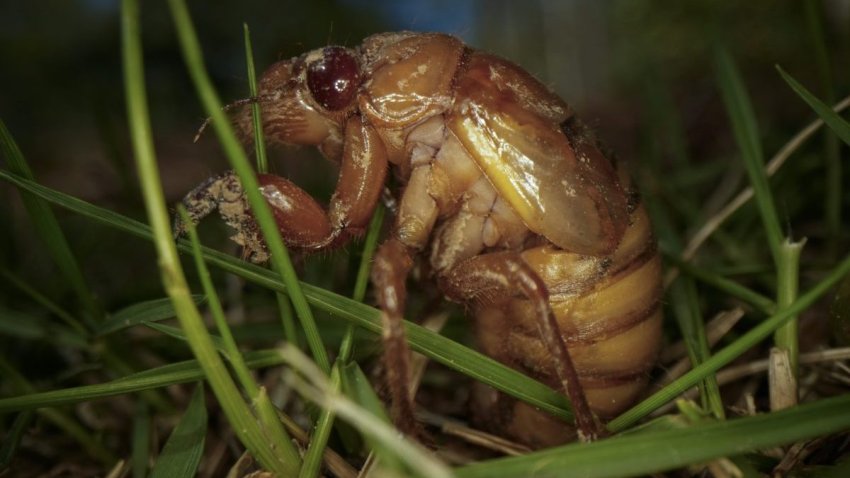 A periodical cicada nymph wiggles in the grass in Macon, Ga., on Thursday, March 28, 2024, after being found while digging holes for rosebushes. Trillions of cicadas are about to emerge in numbers not seen in decades and possibly centuries. (AP Photo/Carolyn Kaster)