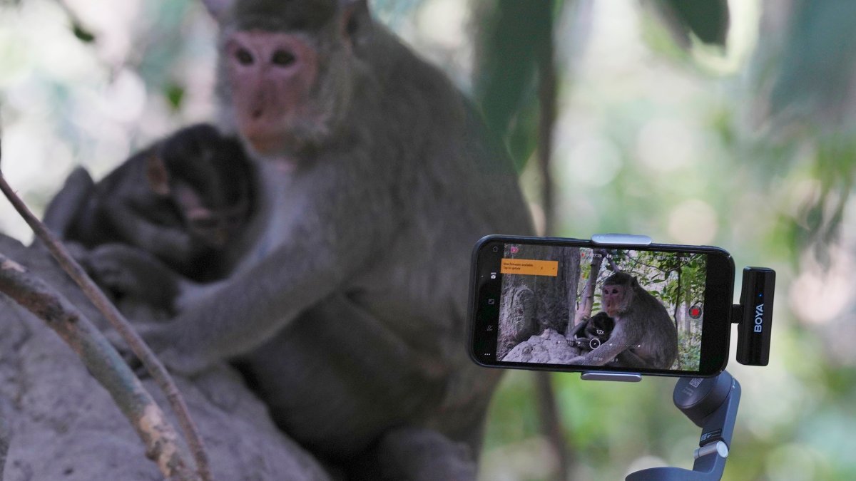 YouTubers increasingly abuse monkeys at the Angkor UNESCO site for clicks – NBC 5 Dallas-Fort Worth - Vimarsana News