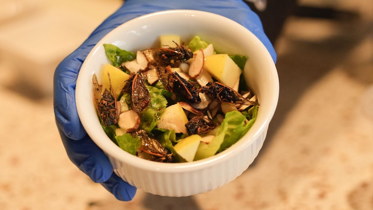 New Orleans cafe offers insect-based treats with cicadas, crickets, more – NBC 5 Dallas-Fort Worth - Vimarsana News