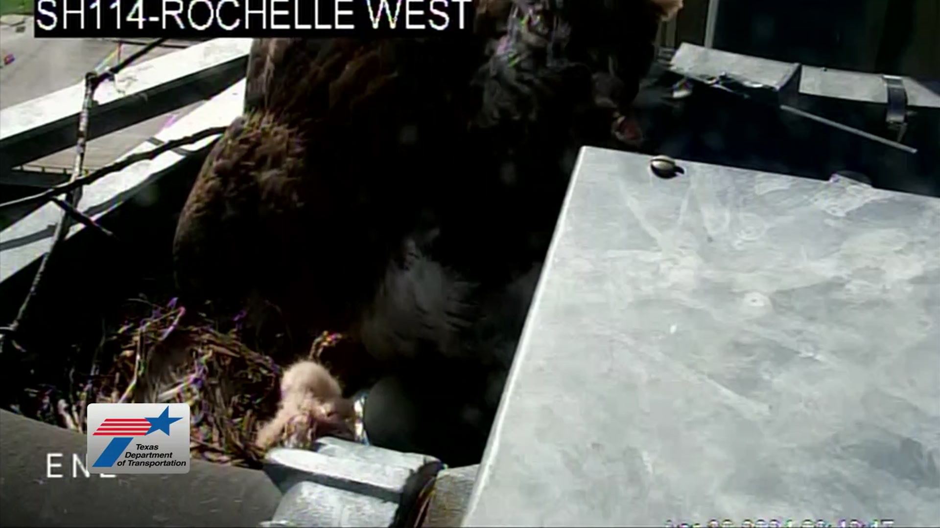 Hawk update: hawks hatch in nest in Irving TxDOT camera