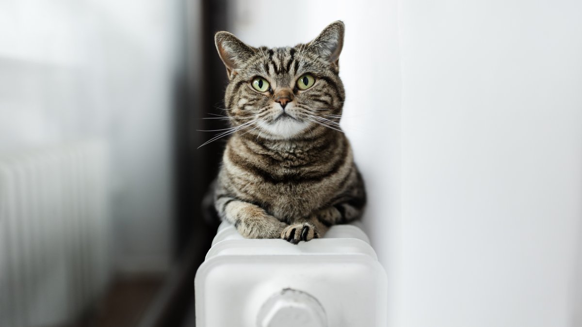 A rare fungal infection was found in two cats in Kansas. The vet tech also got sick.