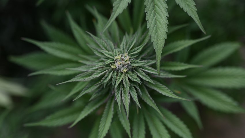 Marijuana plants are found growing at an illegal cannabis farm during a raid by San Bernardino County Sheriff's deputies in Newberry Springs, in the western Mojave Desert of Southern California on March 29, 2024.