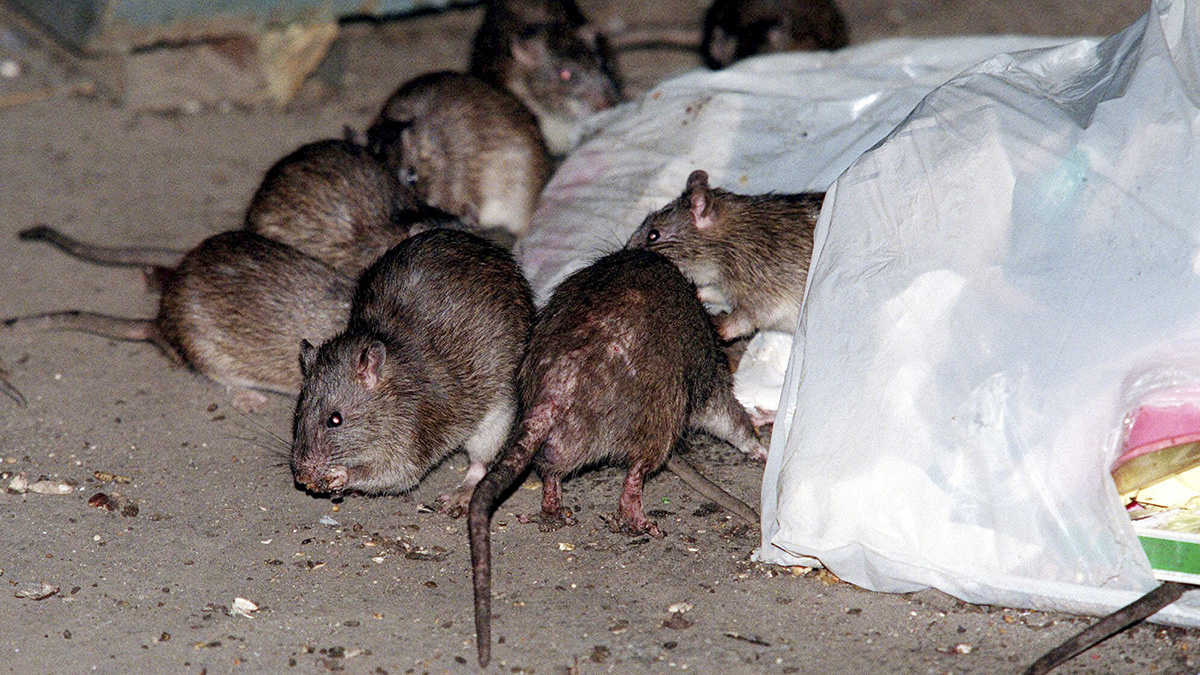 'Rat superhighways': How brown rats crawled off ships and conquered North American cities