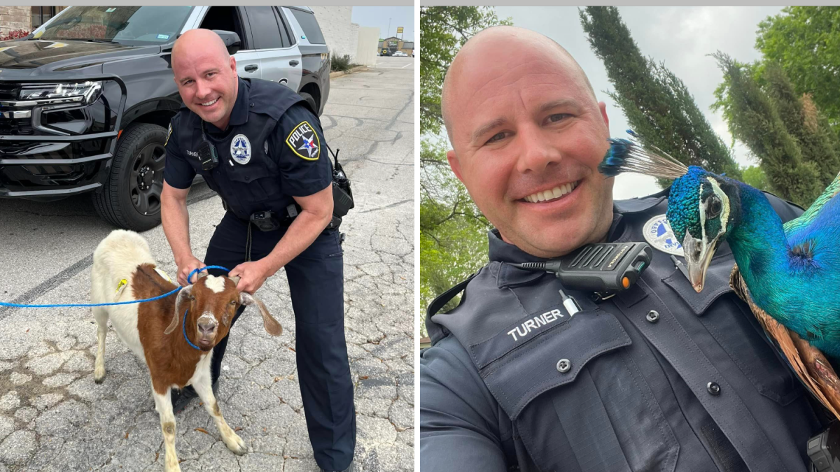 Video shows goat and peacock leading Texas officers on wild chase: ‘You can run but you can’t hide’