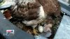 Adorable, fuzzy baby hawk spends first days on TxDOT's Irving traffic cam