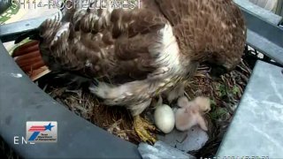 A red-tailed hawk stands in the nest with an egg and a baby, an eya, on Tuesday, April 30, 2024.