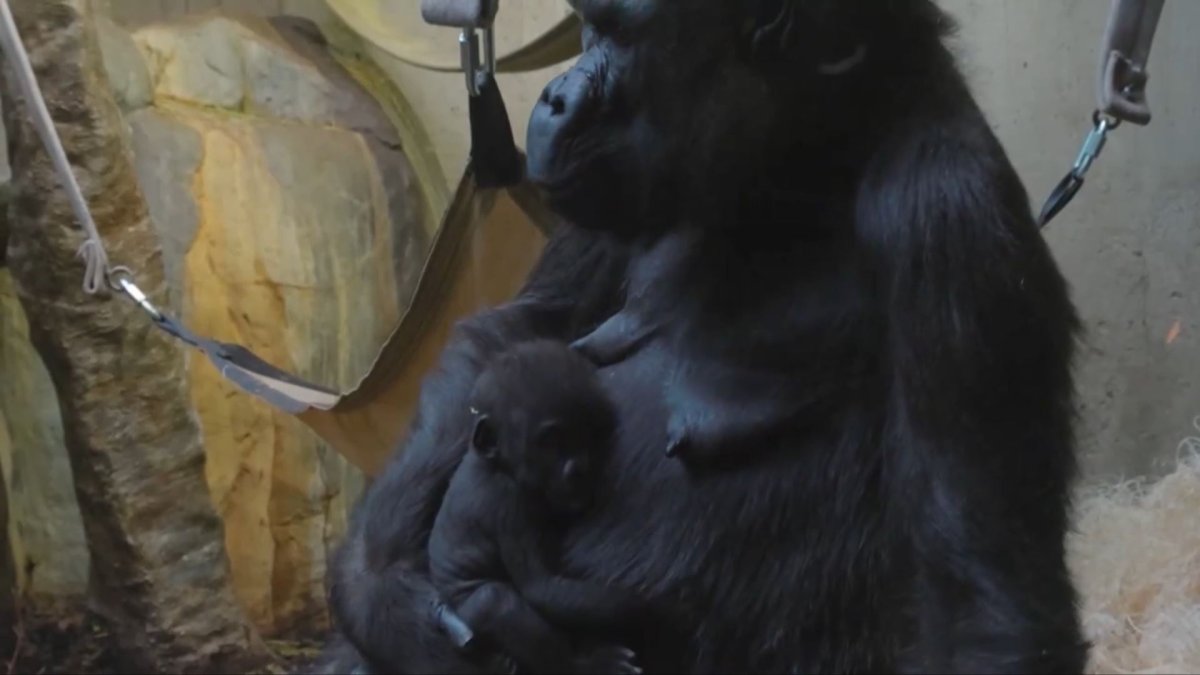 Baby gorilla from Fort Worth bonds with new mother at Cleveland Zoo