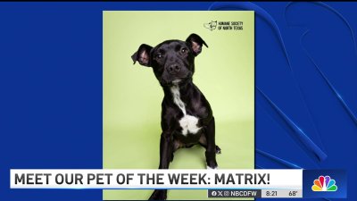 Pet of the Week: Matrix!