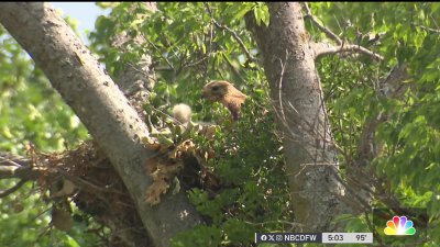 Red-shouldered hawk attacking people in Keller neighborhood
