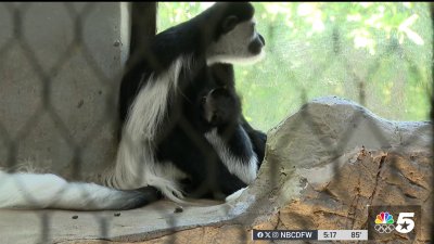 TCU helps Fort Worth Zoo to enrich exhibits