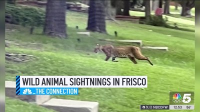 Wildlife sightings put neighborhood on alert: The Connection