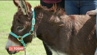 Celebrating local animal heroes: Donkey & Equine Haven USA