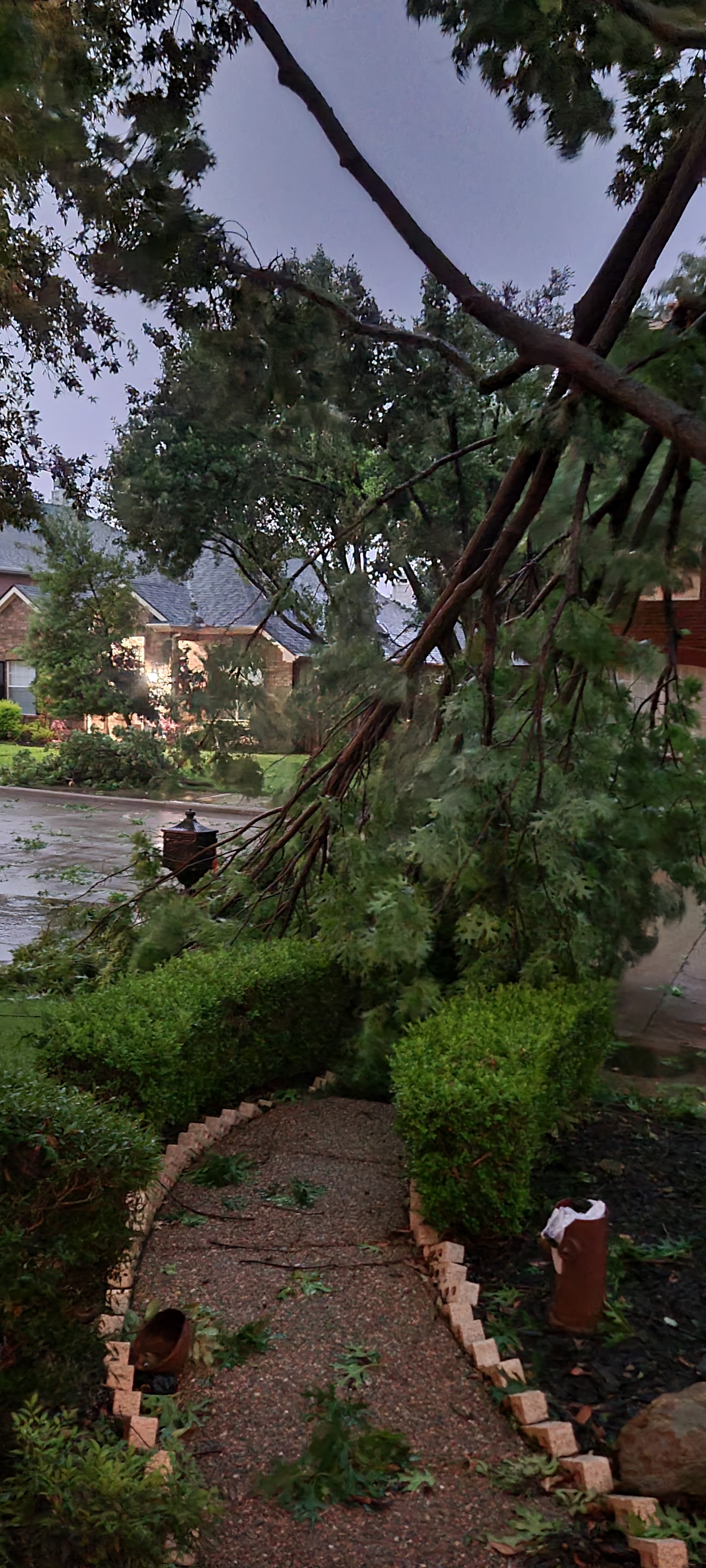 My tree broke by the wind