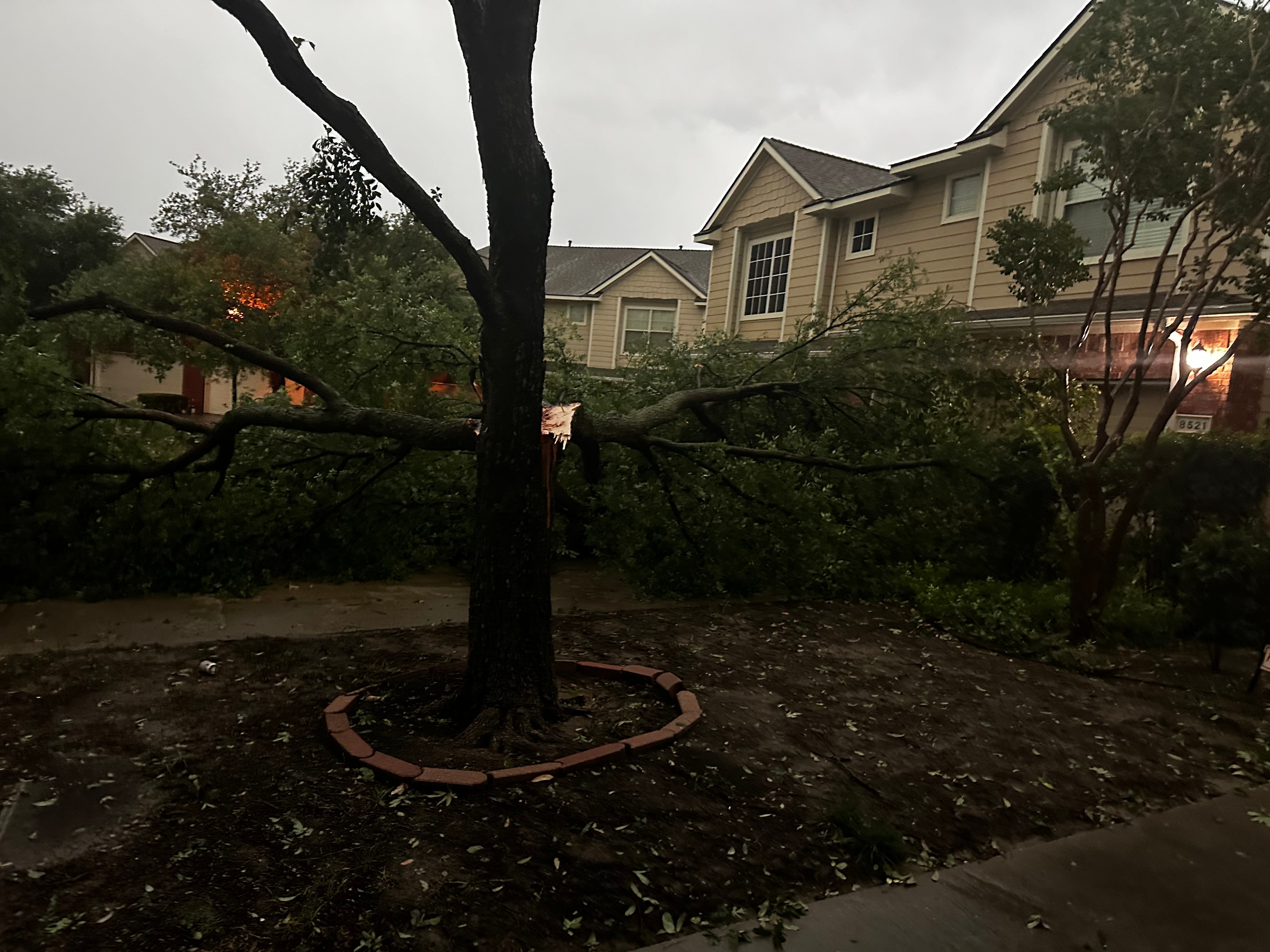 Tree down in Plano