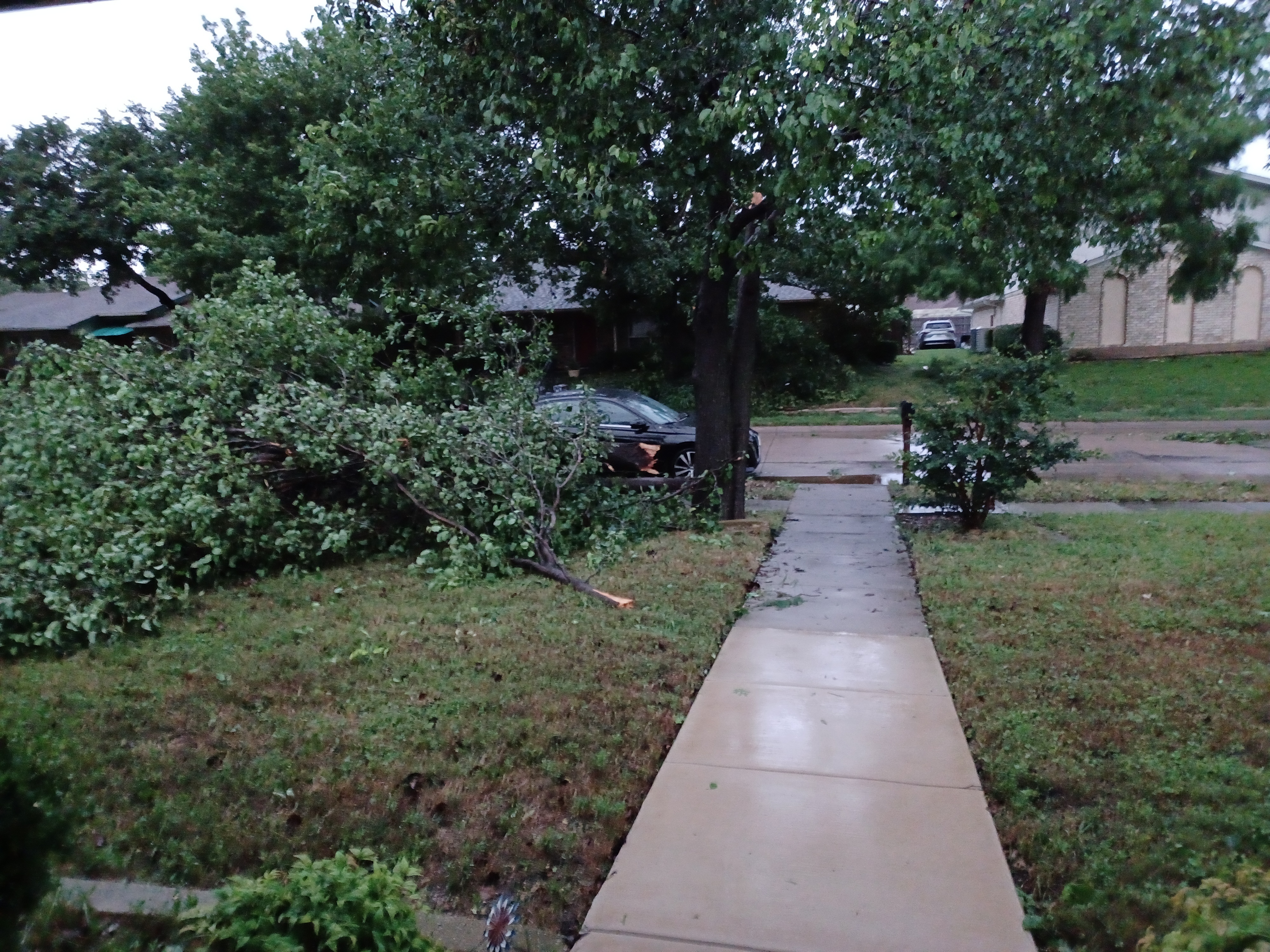 Top of tree down in front yard.