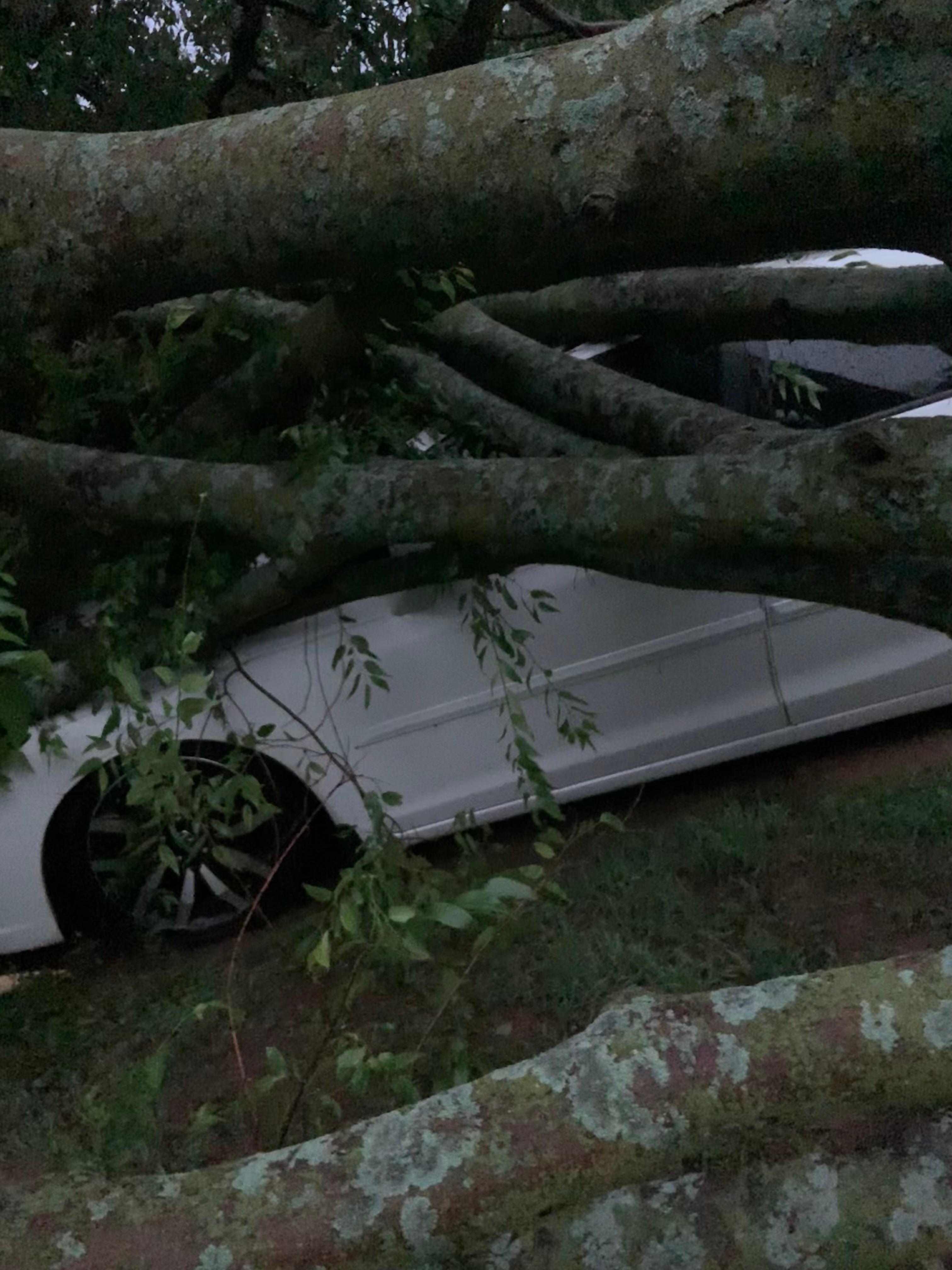 Tree fell at my sons house during storms this morning